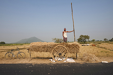 Local man collecting rice straw from the fields on wooden cart with wooden wheels, rural Orissa, India, Asia