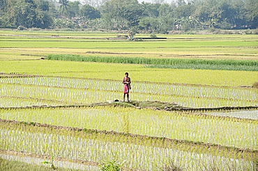 Rice farmer performing early morning puja in his ricefield, rural West Bengal, India, Asia