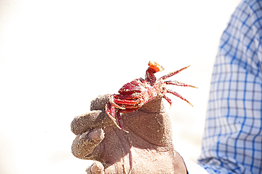 Man holding red crab, unique to Odisha, Astiranga, Odisha, Orissa, India, Asia