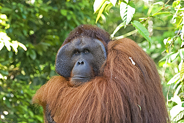 Semi-wild Orang Utan (Pongo pygmaeus) at Semengok Orangutan Sanctuary and Rehabilitation Centre, Kuching, Sarawak, Malaysian Borneo, Malaysia, Southeast Asia, Asia