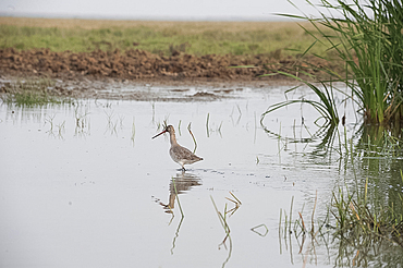 Marsh sandpiper wading in the shallow wetland waters at the edge of Chilika Lake, Orissa, India, Asia