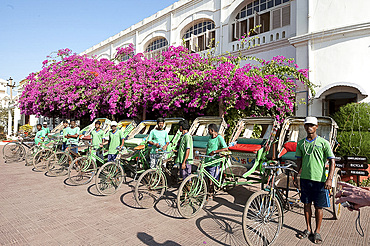 Green riders, cycle rickshaw wallahs encouraging environmentally friendly travel around Puri, near pink bougainvillea, Orissa, India, Asia