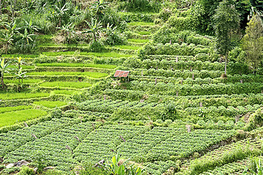 Terraced rice paddy and vegetables growing on the fertile sloping hills of central Java, Surakarta district, Java, Indonesia, Southeast Asia, Asia