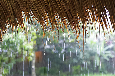 Heavy monsoon rain dripping off a rice straw thatched roof, Bandung, Java, Indonesia, Southeast Asia, Asia