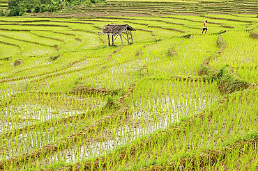 Farmer in rice paddy fields laid in shallow terraces, Surakarta district, Solo river valley, Java, Indonesia, Southeast Asia, Asia