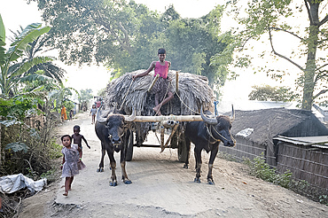 Village children run past young man standing on bullock cart loaded with sisal, in village street, Bhogerpar district, Assam, India, Asia