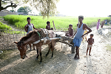 Children and men round donkey cart beside village rice paddy, Bogerpar district, Assam, India, Asia