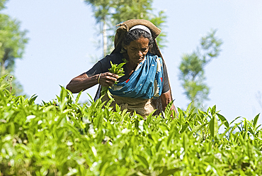 Woman picking tea, Vythiri, Wayanard district, Kerala, India, Asia