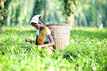 Female tea picker with basket on headband working in tea plantation, Jorhat district, Assam, India, Asia