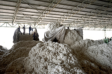 Men unloading newly picked cotton from trucks into huge heaps ready for factory processing, Rajkot district, Gujarat, India, Asia