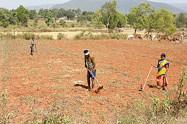 Village man tilling red soil with hand made hoe, wife helping, cows in the distance, Koraput district, Orissa (Odisha), India, Asia