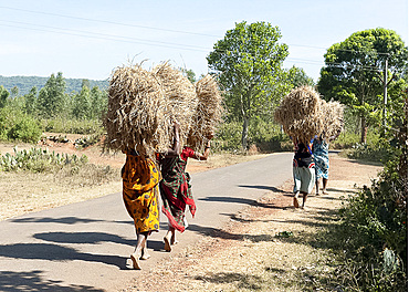 Four women walking along the road, carrying large bundles of harvested rice on their head, Koraput district, Orissa (Odisha), India, Asia