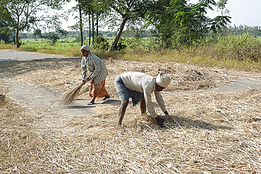 Husband and wife threshing rice harvest by leaving it on the road for traffic to drive over, Koraput district, Orissa (Odisha), India, Asia