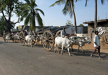 Line of paired white bullocks pulling traditional wooden wheeled bullock carts along the road, Koraput district, Orissa (Odisha), India, Asia