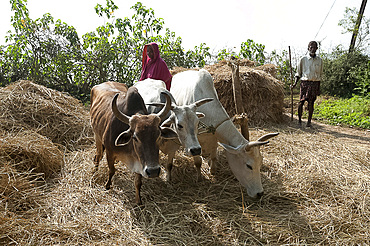 Wife in pink sari, husband behind, driving three cows around pole to thresh harvested rice crop, Dhenkanal, Orissa (Odisha), India, Asia