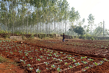 Young woman gardener planting green cabbages carefully in the bright red soil, Koraput district, Orissa (Odisha), India, Asia