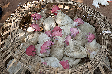 Live chickens in open woven bamboo basket, for sale in Mali weekly tribal market, Guneipada, Koraput district, Orissa (Odisha), India, Asia