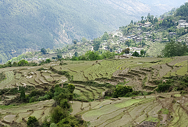 Terraced ricefields near Kuruthang, on the Puna Tsang Chu valley beside the road from Thimpu to Punakha, Bhutan, Asia