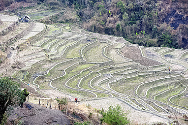 Two women working, digging over terraced rice paddy fields after rice harvest, Ukhrul district, Manipur, India, Asia