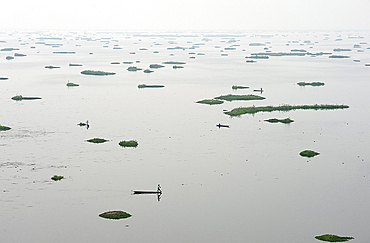 Local fishermen fishing on Loktak Lake amongst phumdis, floating masses of vegetation and organic matter, Moirang, Manipur, India, Asia