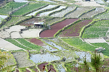 Mixed paddy fields growing vegetables under the highly efficient Jhum system of slash and burn and varied crops, Nagaland, India, Asia