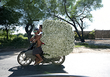 Two young men on a motorbike carrying a very large load of bunched flowers for sale in Pyin Oo Lwyn town, Mandalay, Myanmar (Burma), Asia