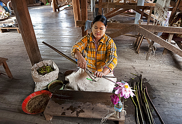 Woman pulling lotus strands from lotus stems, to be spun into thread, Ko Than hlaing Weaving, Inpawkhan, Inle Lake, Shan state, Myanmar (Burma), Asia