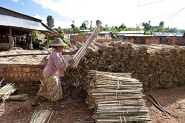 Woman stacking bundles of bamboo ready for lime washing as part of the hand made paper making process, Hsipaw, Shan state, Myanmar (Burma), Asia