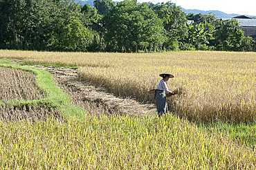 Woman in bamboo hat, harvesting rice, bamboo basket on her back, rural Hsipaw, Shan state, Myanmar (Burma), Asia