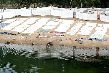 Dhobi wallah washing clothes in the Bhargabi River, handwashed laundry laid out to dry in the open air, Bhargabi River, Odisha, India, Asia