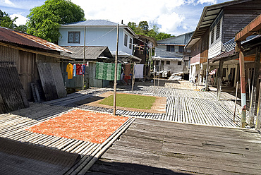 Washing and green peppercorns drying at Annah Rais Bidayuh Longhouse, Sarawak, Malaysian Borneo, Malaysia, Southeast Asia, Asia