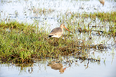 Black tailed godwit feeding in the shallow waters at the edge of Cilika Lake, Odisha, India, Asia