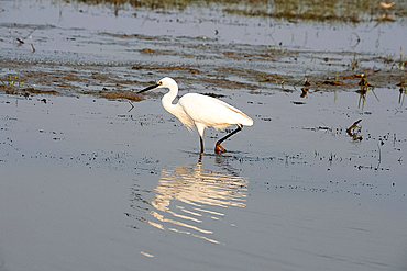 Intermediate egret at dusk, feeding in the shallow waters at the edge of Cilika Lake, Odisha, India, Asia