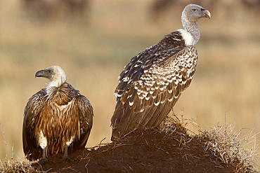 Flying white-backed vulture (Gyps africanus), Masai Mara Game Reserve, Kenya, East Africa, Africa