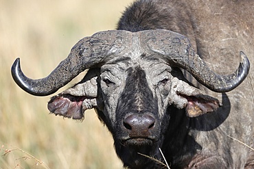 Portrait of an African buffalo, Masai Mara Game Reserve, Kenya, East Africa, Africa