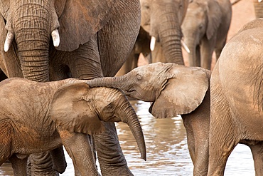 Group of African elephants with baby (Loxodonta africana), Serengeti National Park, Tanzania, East Africa, Africa