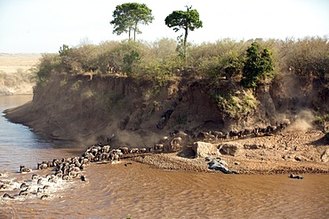 Herd of migrating wildebeest (Connochaetes taurinus) crossing Mara River, Masai Mara National Reserve, Kenya, East Africa