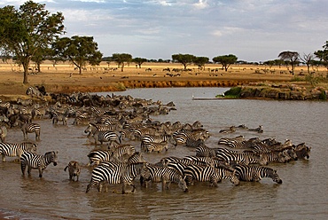 Herd of zebras (Equus quagga) drinking water, Serengeti National Park, Tanzania, East Africa, Africa