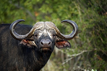 African buffalo, Kruger National Park, South Africa, Africa