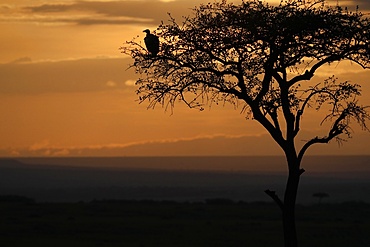 Griffon vulture (Gyps fulvus) in a tree at sunrise, Masai Mara Game Reserve, Kenya, East Africa, Africa