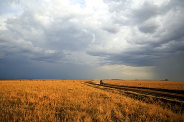 An off-road vehicle driving in the African savanna, Masai Mara Game Reserve, Kenya, East Africa, Africa