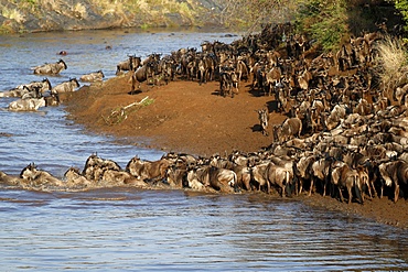 Herd of migrating wildebeest (Connochaetes taurinus) crossing Mara River, Masai Mara Game Reserve, Kenya, East Africa, Africa