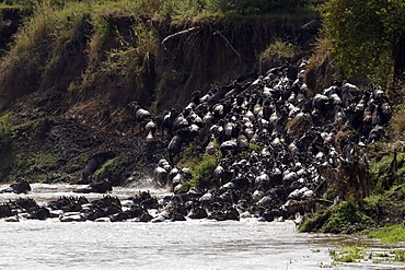 Herd of migrating wildebeest (Connochaetes taurinus) crossing Mara River, Masai Mara Game Reserve, Kenya, East Africa, Africa