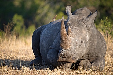 Rhinoceros (Ceratotherium simum) in savanna, Kruger National Park, South-Africa, Africa