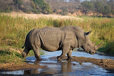 Rhinoceros (Ceratotherium simum) in savanna, Kruger National Park, South-Africa, Africa