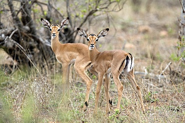 Female greater kudu, Kruger National Park, South-Africa, Africa