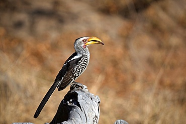 Hornbill (Bucerotidae) on tree, Kruger National Park, South-Africa, Africa