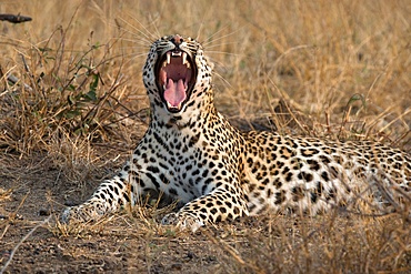 African Leopard (Panthera pardus) in savanna, Kruger National Park, South-Africa, Africa