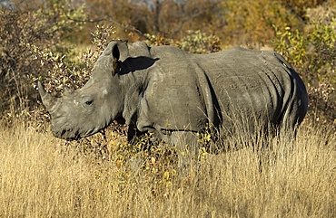 White rhinoceros (Ceratotherium simum) standing in the bush, Kruger National Park, South Africa, Africa