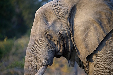 African Elephant (Loxodonta africana), Kruger National Park, South Africa, Africa